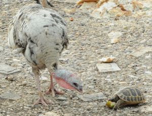 Einheimische und Migranten 01.jpg
