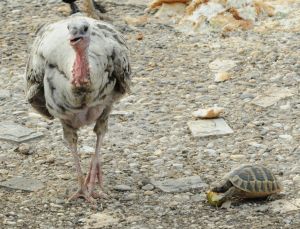 Einheimische und Migranten 02.jpg